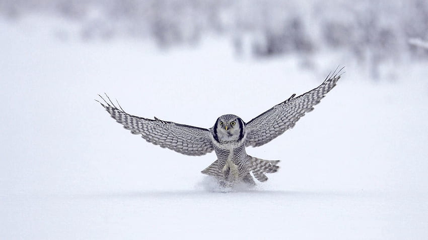 Animals, Owl, Snow, Wings, Wave, Sweep HD wallpaper