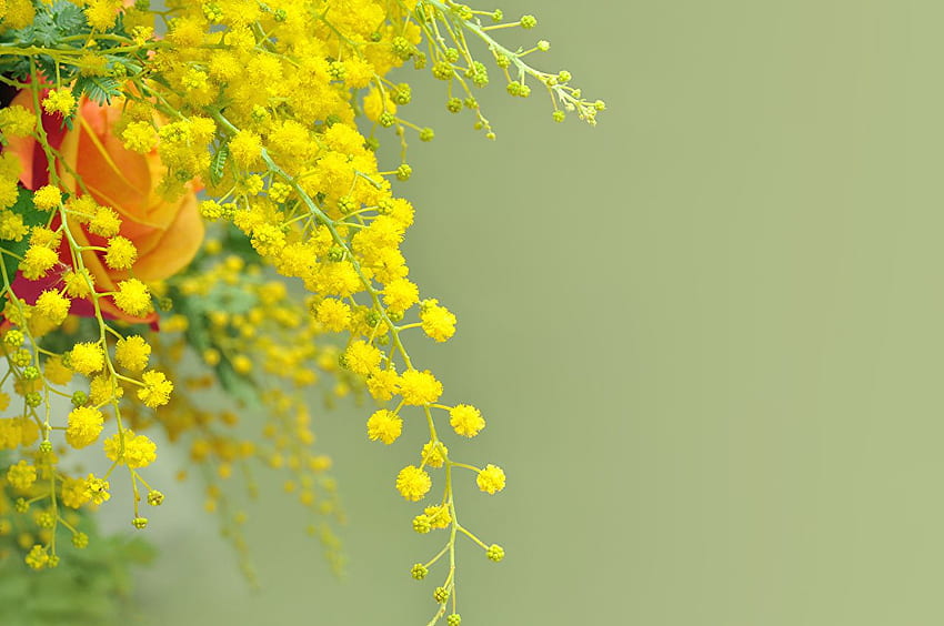 Rose Gelbe Blumen Silberne Flechtwerk, Mimose HD-Hintergrundbild