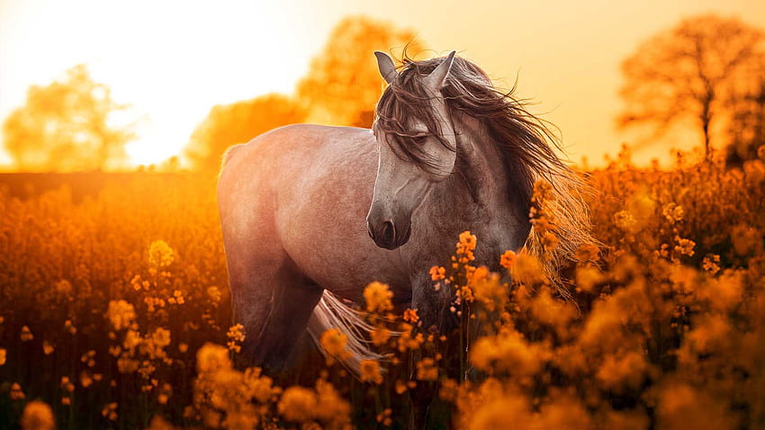 하얀 검은 말은 노란 꽃밭 햇빛 배경 말에 서 있다 HD 월페이퍼