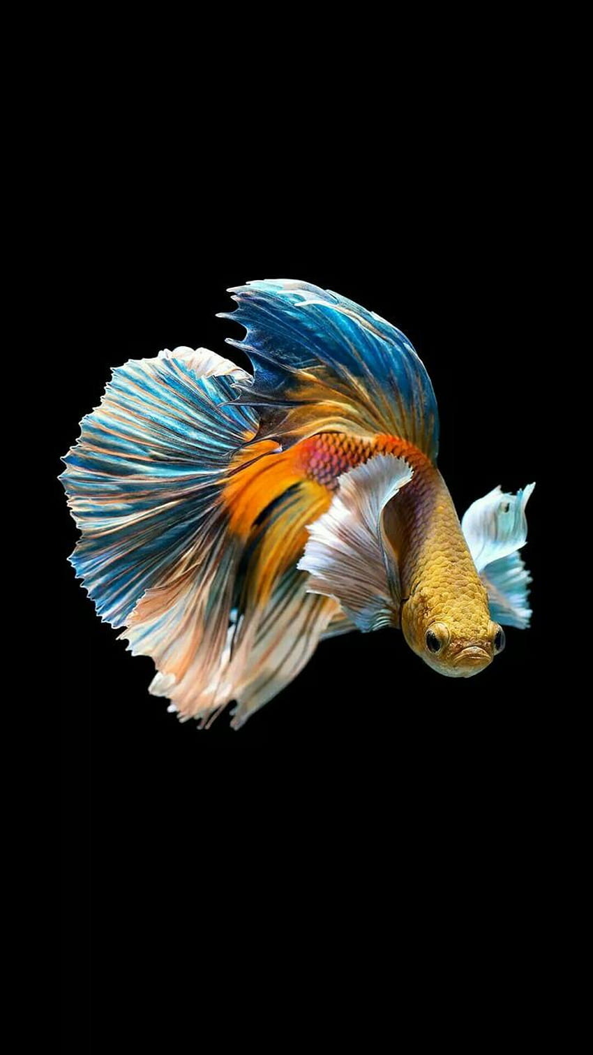 Betta Fish for Android, Fighter Fish HD phone wallpaper