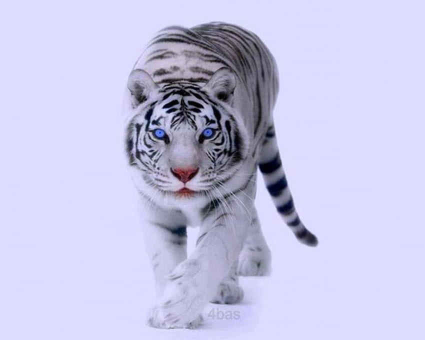 Cats White Tiger Abstract Artistic Blue Eyes CGI Fractal Tiger HD  wallpaper  Wallpaperbetter