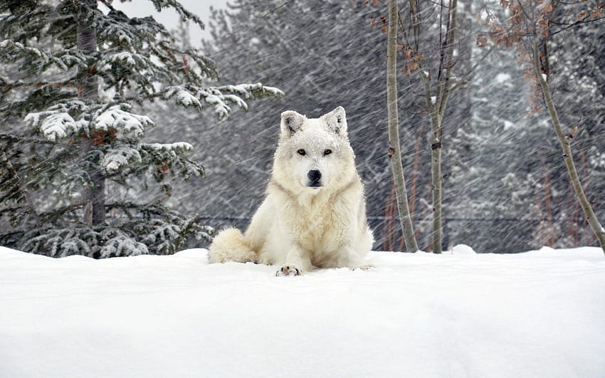 動物, 雪, 森, 横になる, うそをつく, 犬, オオカミ 高画質の壁紙