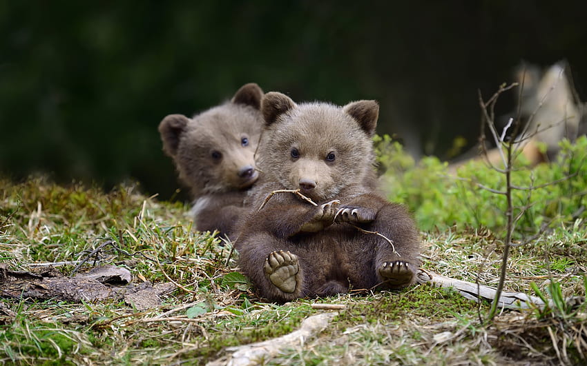 ursinhos, animais fofos, urso pardo, ursos, floresta, vida selvagem, animais selvagens papel de parede HD