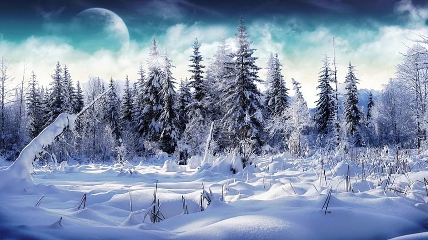 雪に覆われた森、木、自然、雪、風光明媚な 高画質の壁紙