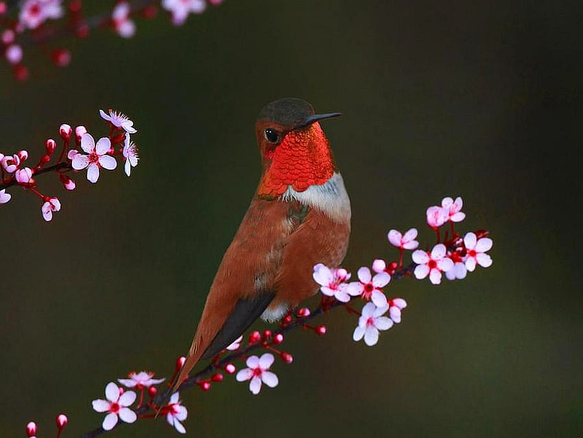 Humming Bird, humming, beautiful, bird HD wallpaper
