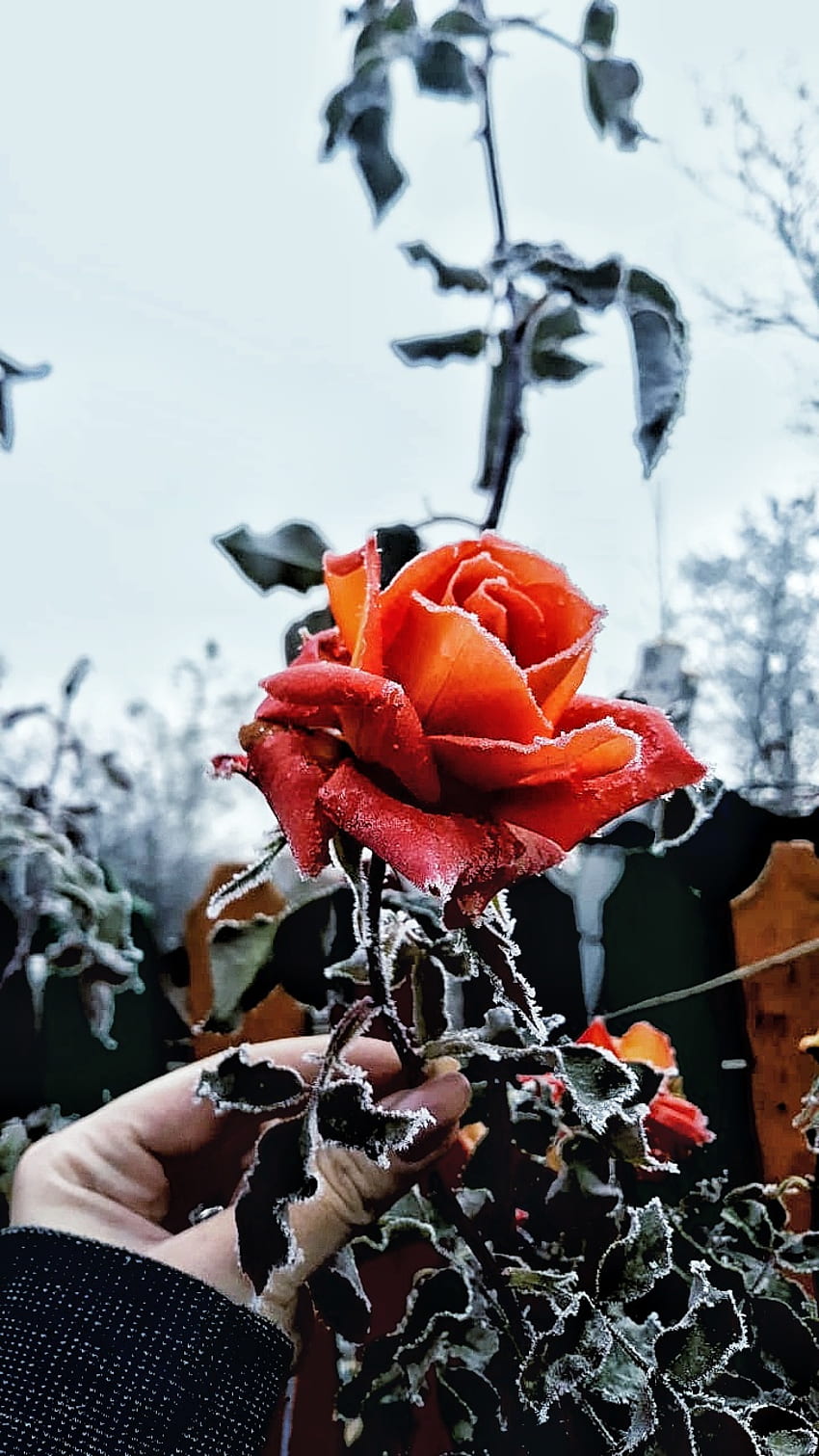 Rose, hybrid tea rose, sky HD phone wallpaper