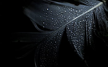 Những hạt mưa nhẹ rơi từ trên cao, tạo nên vẻ đẹp lãng mạn và đầy cảm hứng cho hình nền mưa đen. Hãy để màn hình của bạn thêm một chút phong cách và chất riêng với lựa chọn độc đáo này.