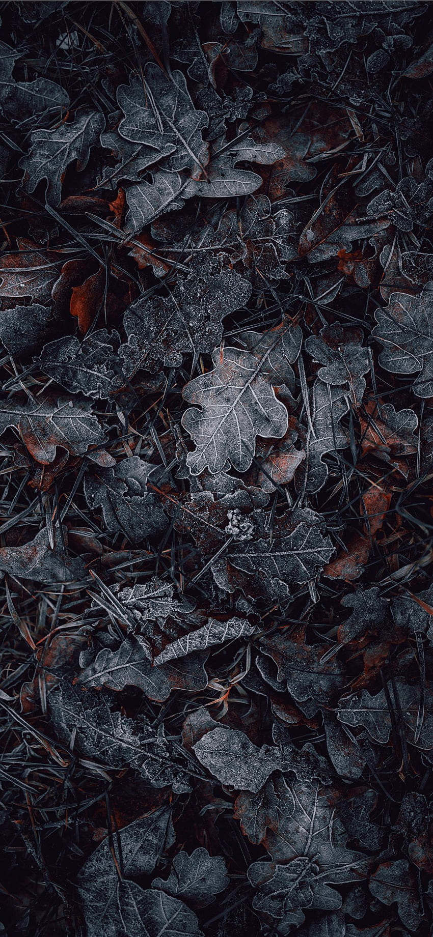 Makrografie von grauen und braunen Blättern HD-Handy-Hintergrundbild