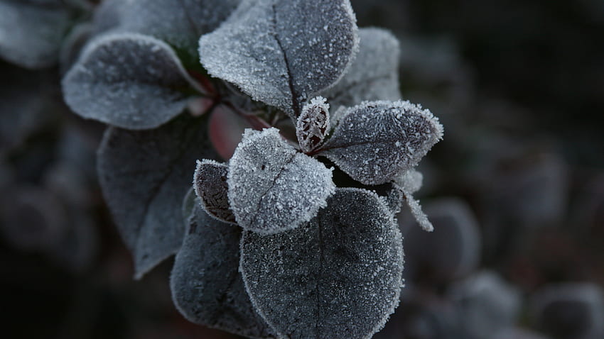 Red Geranium, , , macro, flowers, frost, OS HD wallpaper | Pxfuel