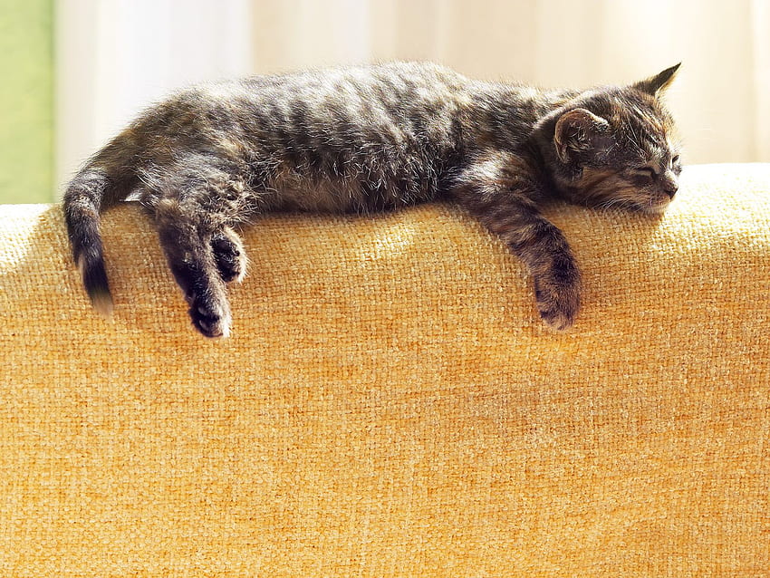 Lazy cat, lazy, cat, animals, sleep HD wallpaper