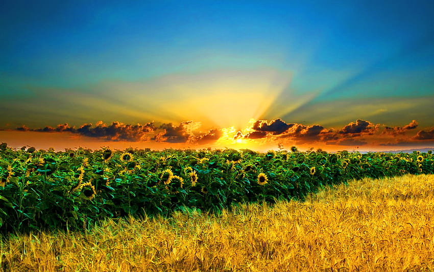 Sonnenuntergang Sonnenblumen, Strahlen, Sonnenblumen, Feld, Bäume, Sonnenuntergang HD-Hintergrundbild