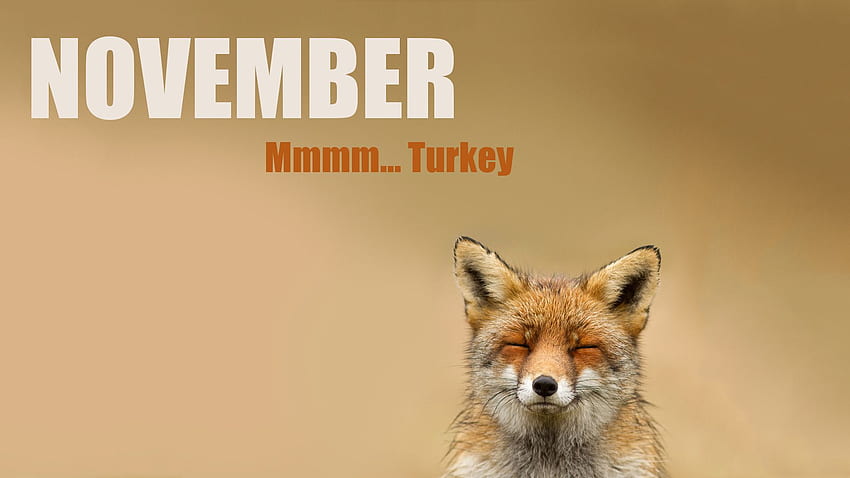 ThanksGiving November Wolf Turkey, Funny Turkey HD wallpaper