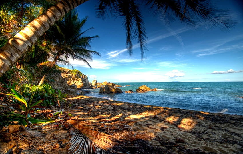 Morning Calm, palmeras, mar, hojas, arena, hermoso, rocas, playa fondo de pantalla