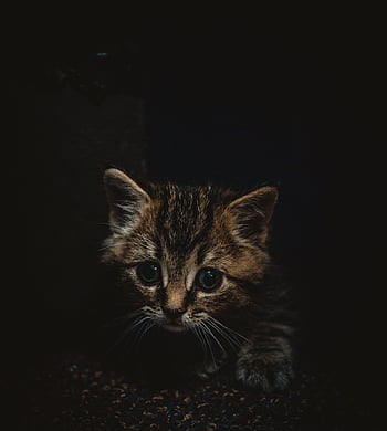 Small pets HD wallpapers | Pxfuel