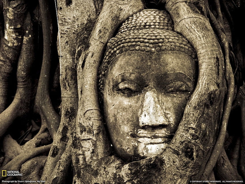Buddha Head in the Ruins of Wat Mahatat, Vietnam [] : HD wallpaper