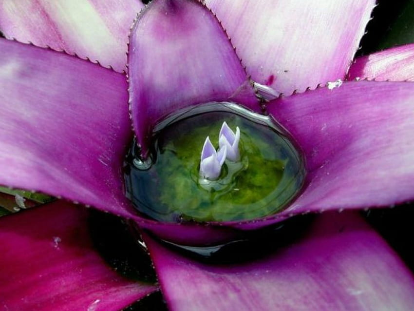 Bromeliad HD wallpapers | Pxfuel