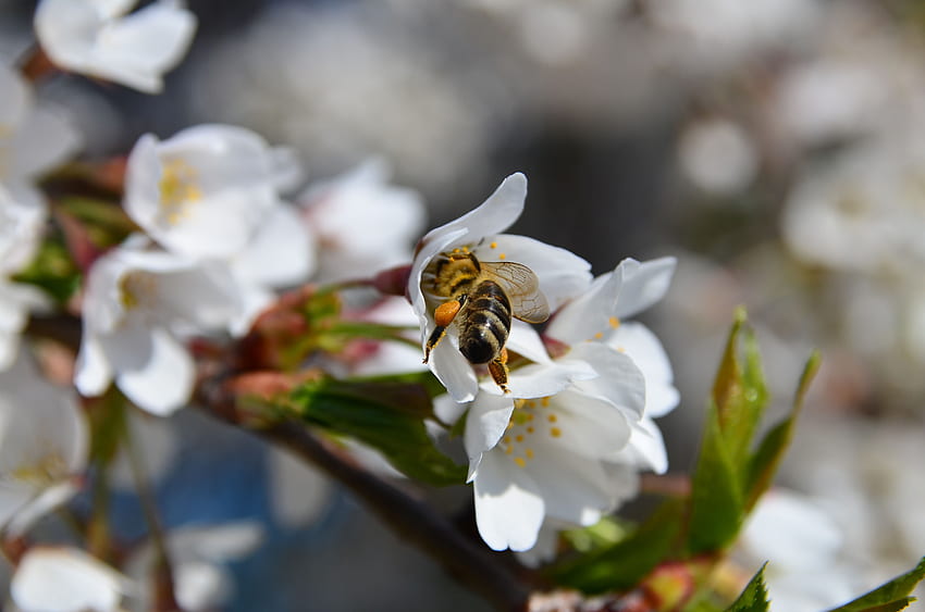 cereza, macro, flor, floración, abeja, polinización fondo de pantalla