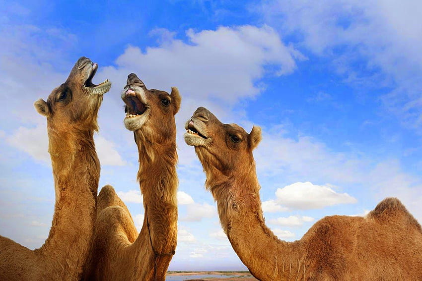 Camel - HD wallpaper