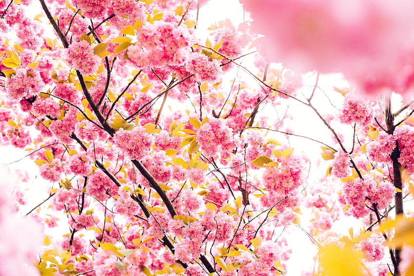 Flowers, Cherry, Wood, Tree, Bloom, Flowering HD wallpaper