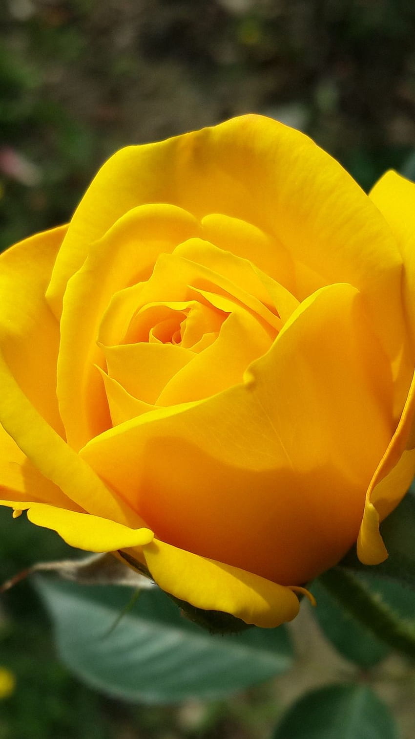 Rose, yellow, flower, bush, bud HD phone wallpaper | Pxfuel