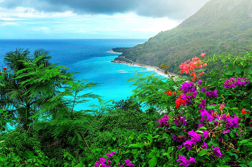 Republik Dominika yang indah, laut, telapak tangan, surga, bebatuan, liar, gunung, bunga liar, pemandangan, pohon, hutan, samudra Wallpaper HD