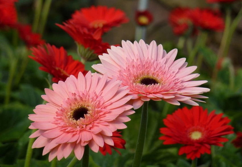 Gerbera Bloom in the Summer Medow, summer, pink, red, nature, flowers, gerbera, bloom, medow HD wallpaper
