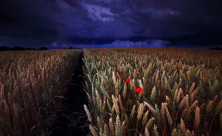 Poppy & Wheat Field in Summer Night, Wheat, Nights, Summer, Fields, Poppies, Nature HD wallpaper
