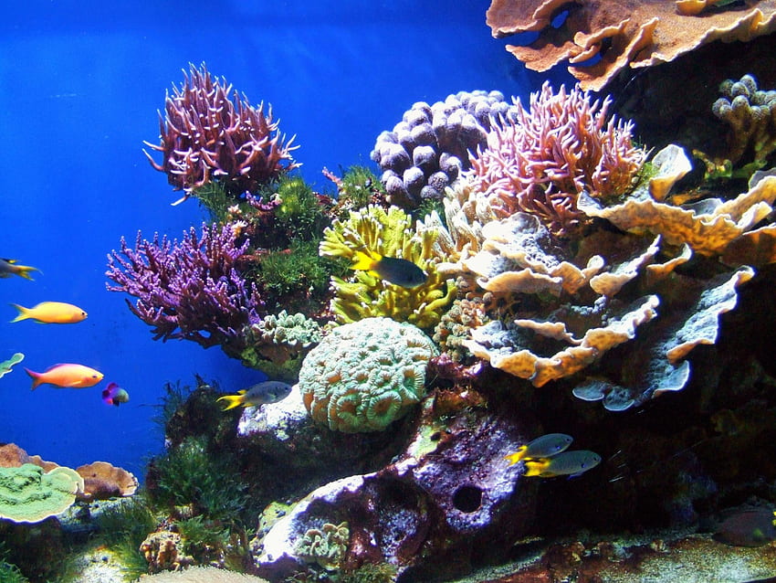 Reef, Barrier Reef HD wallpaper | Pxfuel