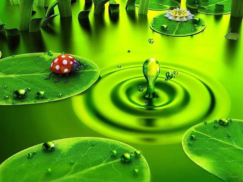 Water drop ripples, ladybird, drop, water, splash HD wallpaper