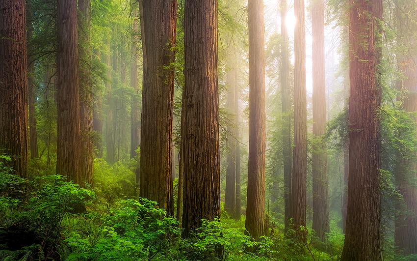 The Redwoods in Northern California, trees, morning, misty, forest, usa HD wallpaper