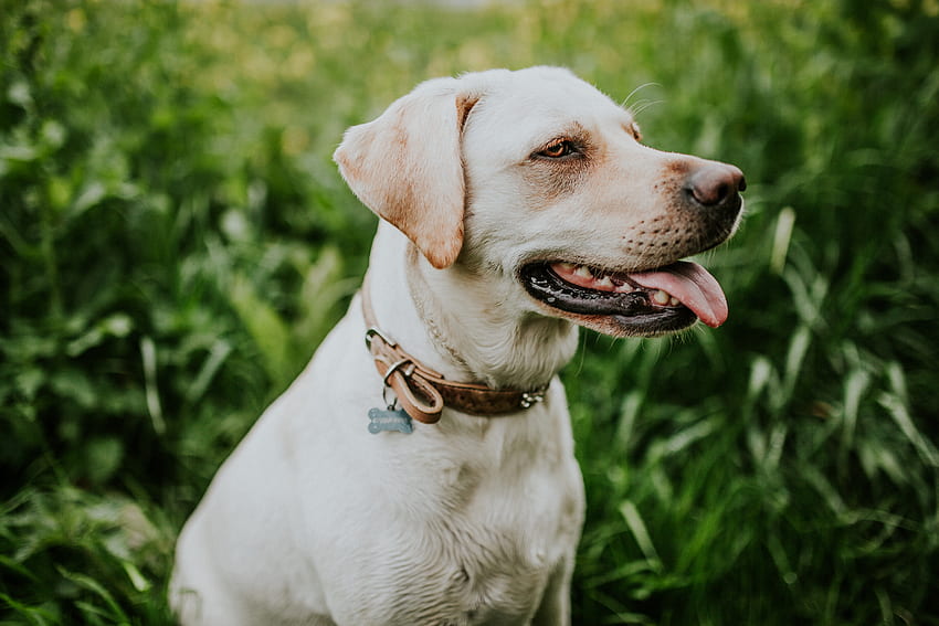 Tiere, Hund, Labrador, Halsband HD-Hintergrundbild