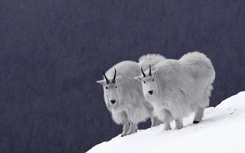 dağ keçileri, keçiler, dağ HD duvar kağıdı
