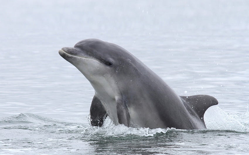 Delfin, życie w oceanie, woda, ocean Tapeta HD