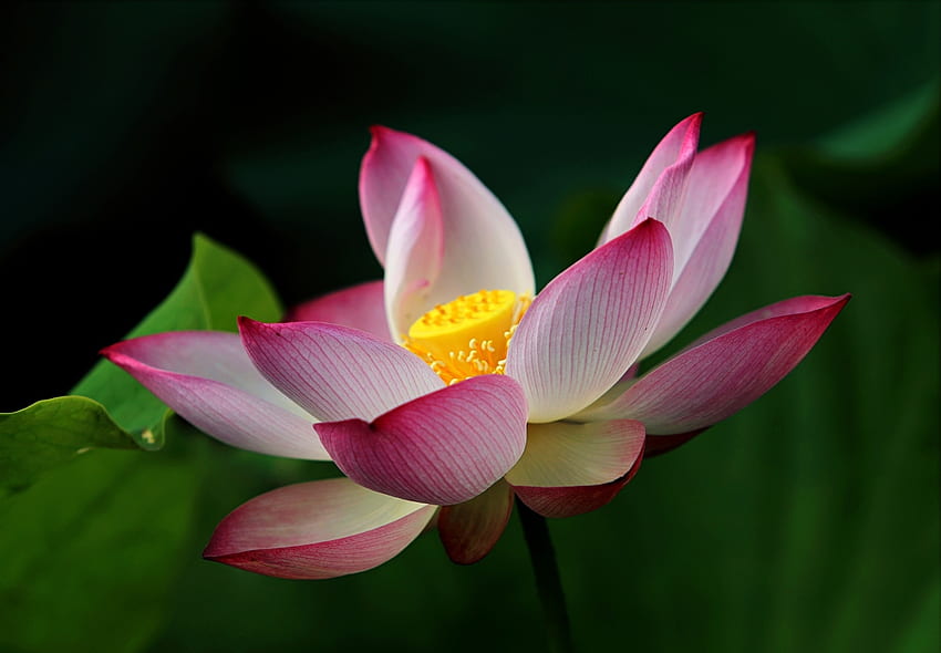 Aquatic plant, lotus, bloom HD wallpaper
