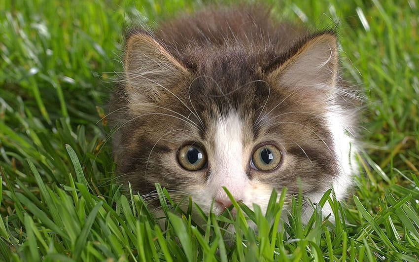 Tiere, Gras, flauschig, Kitty, Kätzchen, Schnauze, verstecken, lauern HD-Hintergrundbild