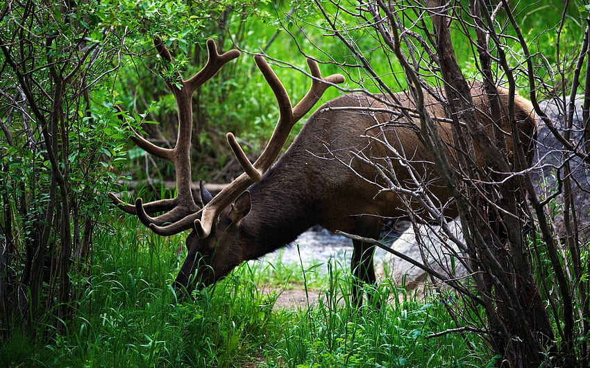 Animals, Trees, Grass, Stroll, Deer HD wallpaper