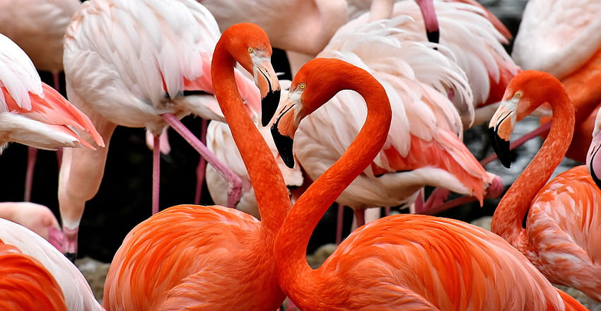 Фламинго, птици HD тапет