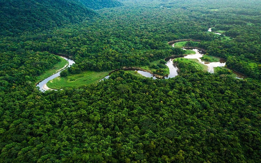 Przewodnik turystyczny Amazon: jak rezerwować, gdzie jechać i co robić, Brazylia Rainforest Tapeta HD