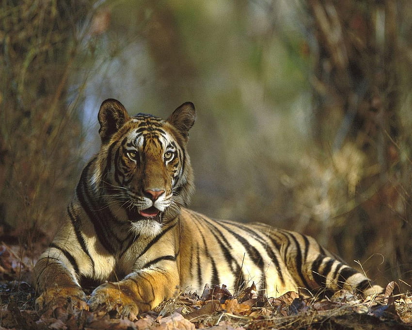 odpoczywający tygrys, drzemka kota Tapeta HD