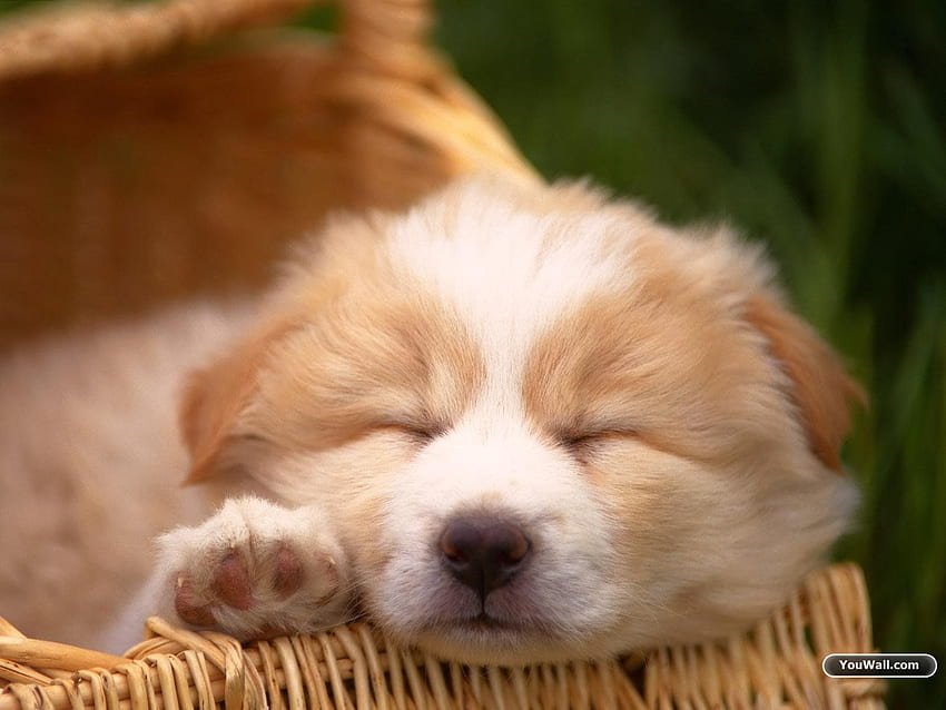 Cute Dog Android Apps on Google Play., Cute Puppy Dog HD wallpaper