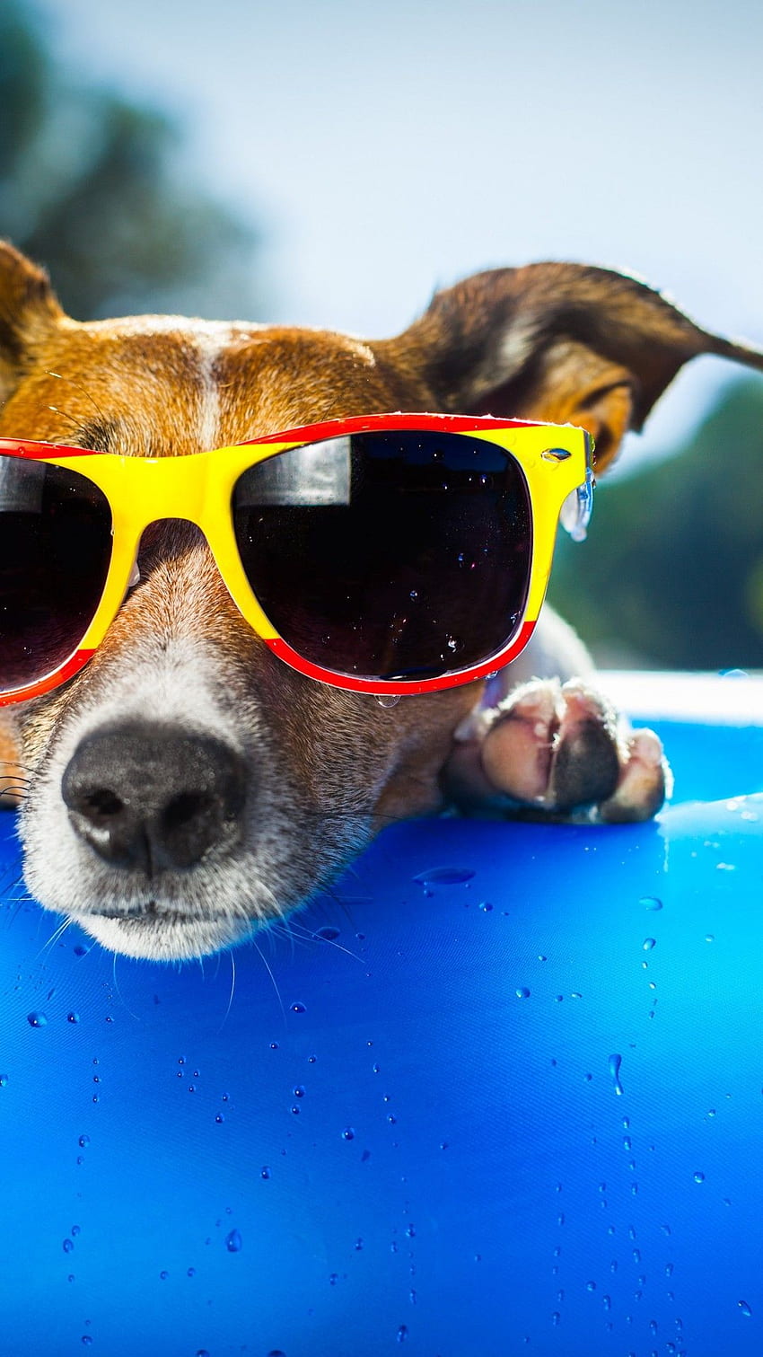Dog, puppy, duck, glasses, drops, summer, resort, funny, beach, blue, Animals HD phone wallpaper
