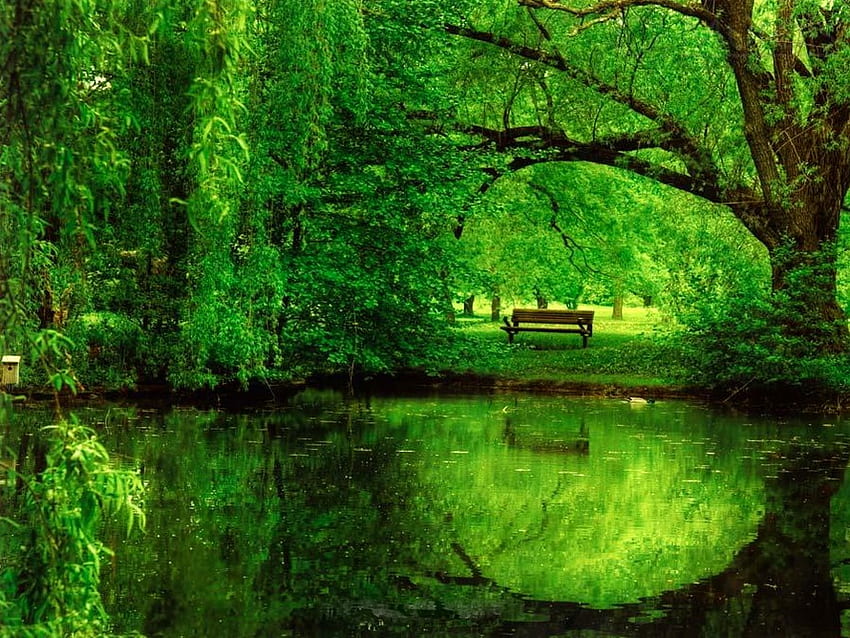 Green world, bench, summer, reflection, green, trees, world, nature, forest HD wallpaper