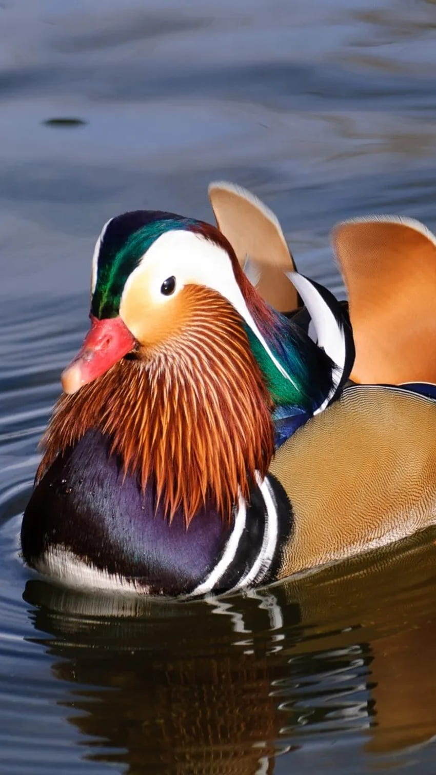 Mandarin Duck, Water Background HD phone wallpaper
