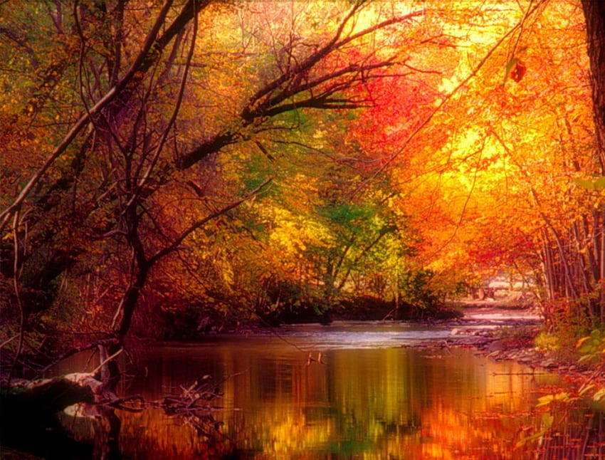 Flare, river, light, trees, autumn, orange, gold HD wallpaper