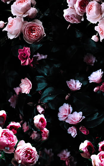 Dark Purple Flower Wallpapers - Top Free Dark Purple Flower Backgrounds -  WallpaperAccess