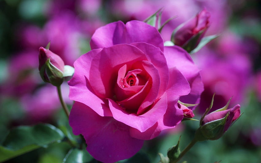 Rosa, roxo, natureza, flor papel de parede HD