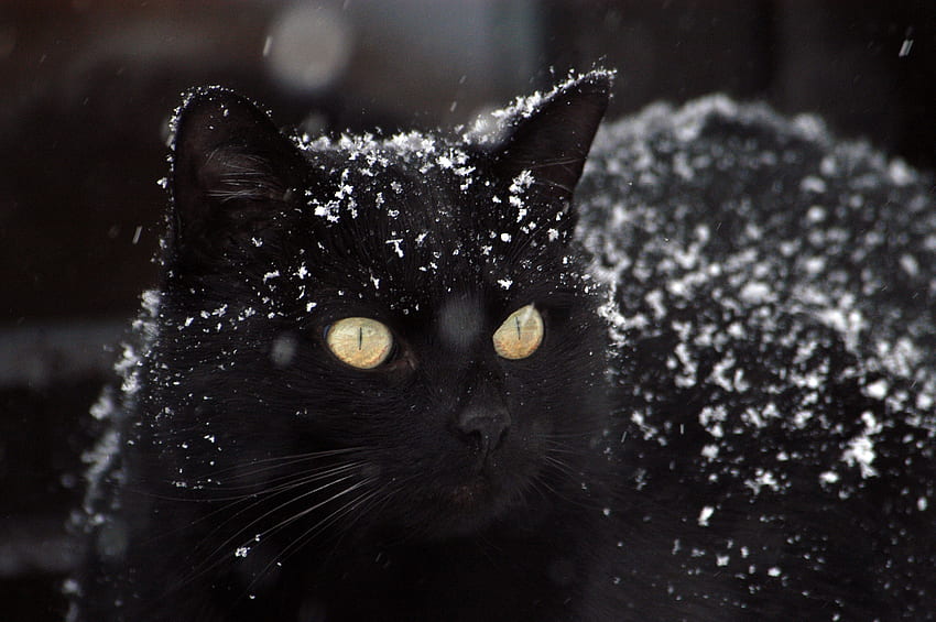 zwierzęta, zima, śnieg, kot Tapeta HD