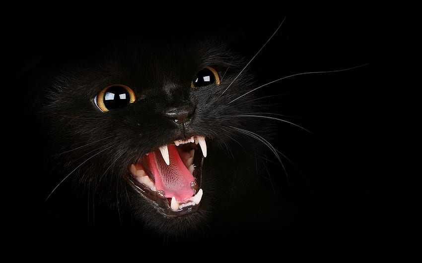 Cool Black Cat in Ultra, Dark Cat HD wallpaper