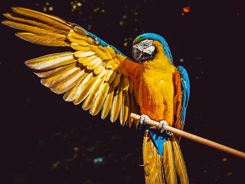 Arara Amarela, Pássaro, Colorido, Papagaio, Fundo Preto, Animais papel de parede HD