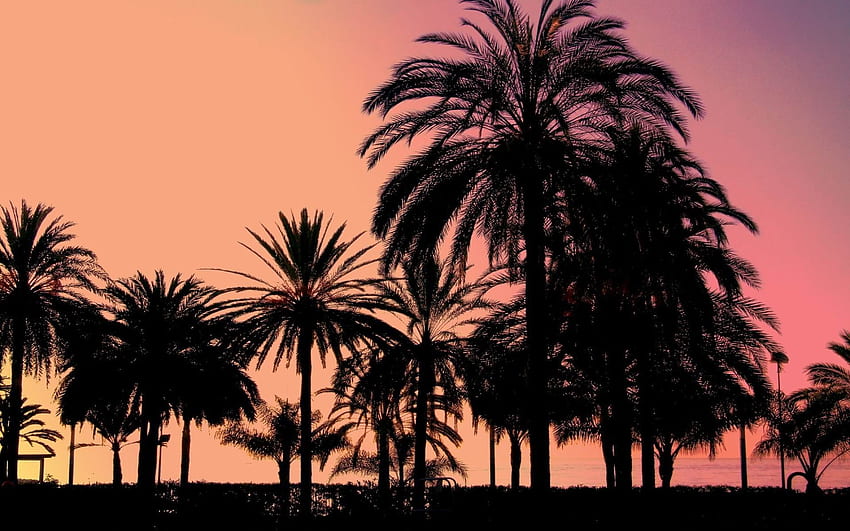 sunset, Landscapes, Trees, Palm, Trees, Sillhouette / and Mobile Background, California Palm Trees Sunset HD wallpaper